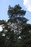 gal/pyrkomania - 1-4.05.08/_thb_small-IMG_3223.JPG
